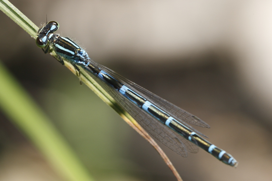 Coenagrion scitulum F?