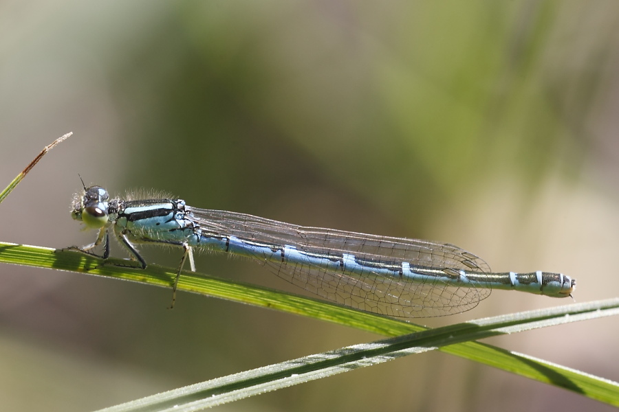 Coenagrion scitulum F?