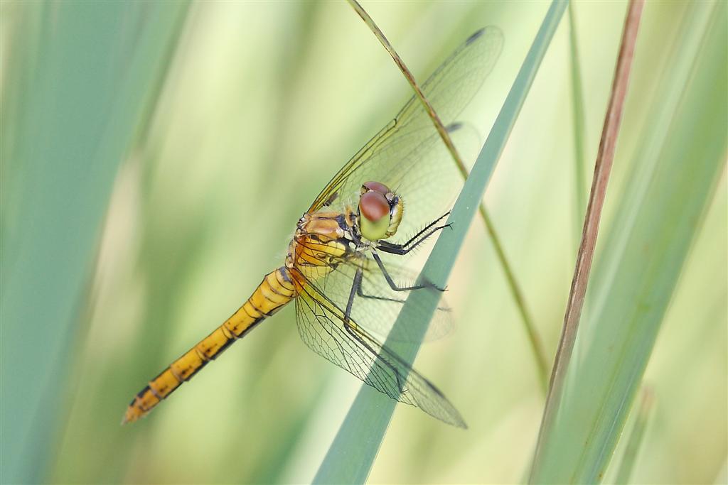 Sympetrum sanguineum?