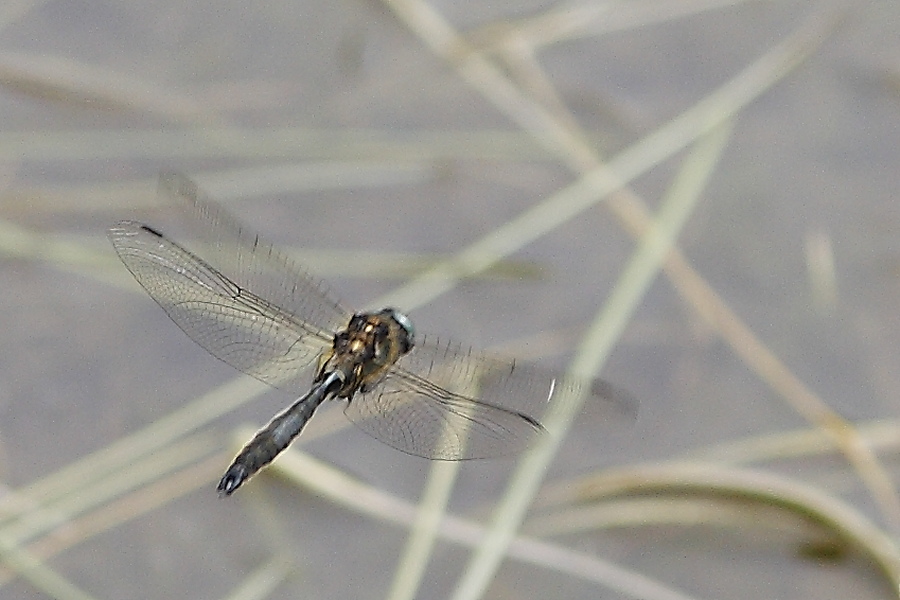 Somatochlora alpestris?