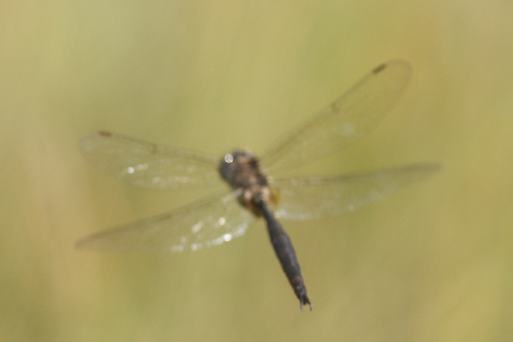 Somatochlora meridionalis?