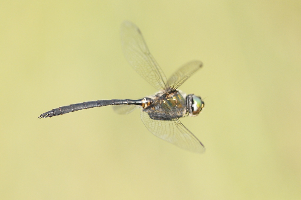 Somatochlora meridionalis?