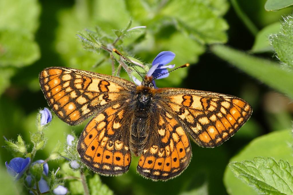 Euphydryas aurina?