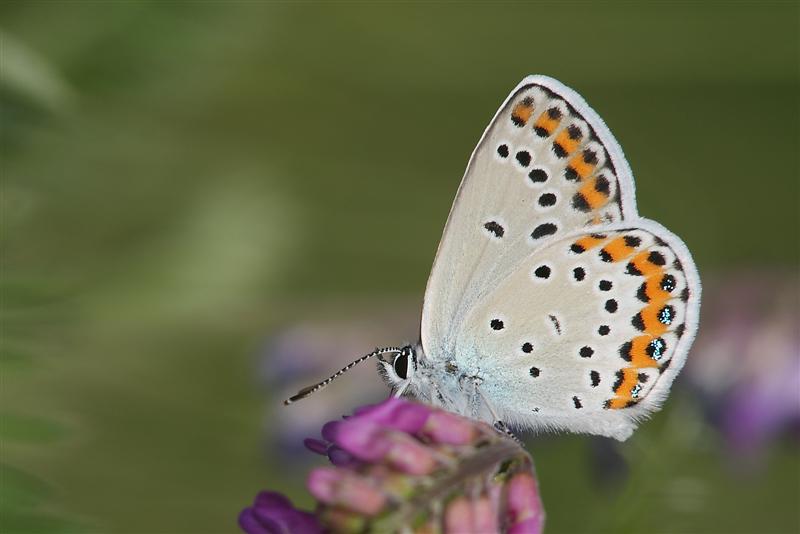 Licenide da identificare