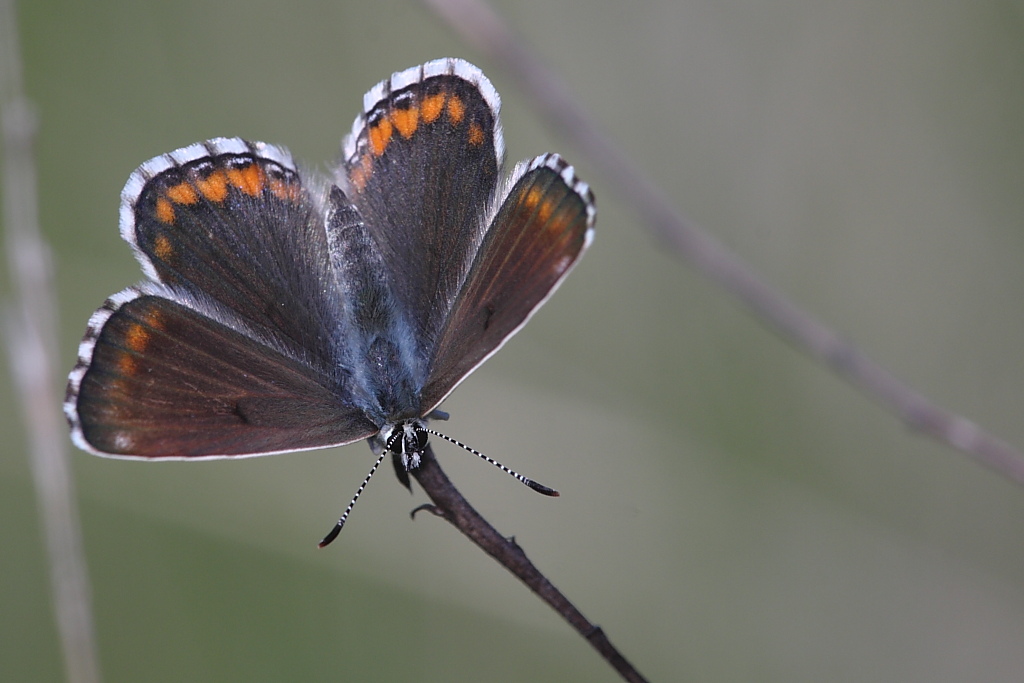 Licenide da identificare