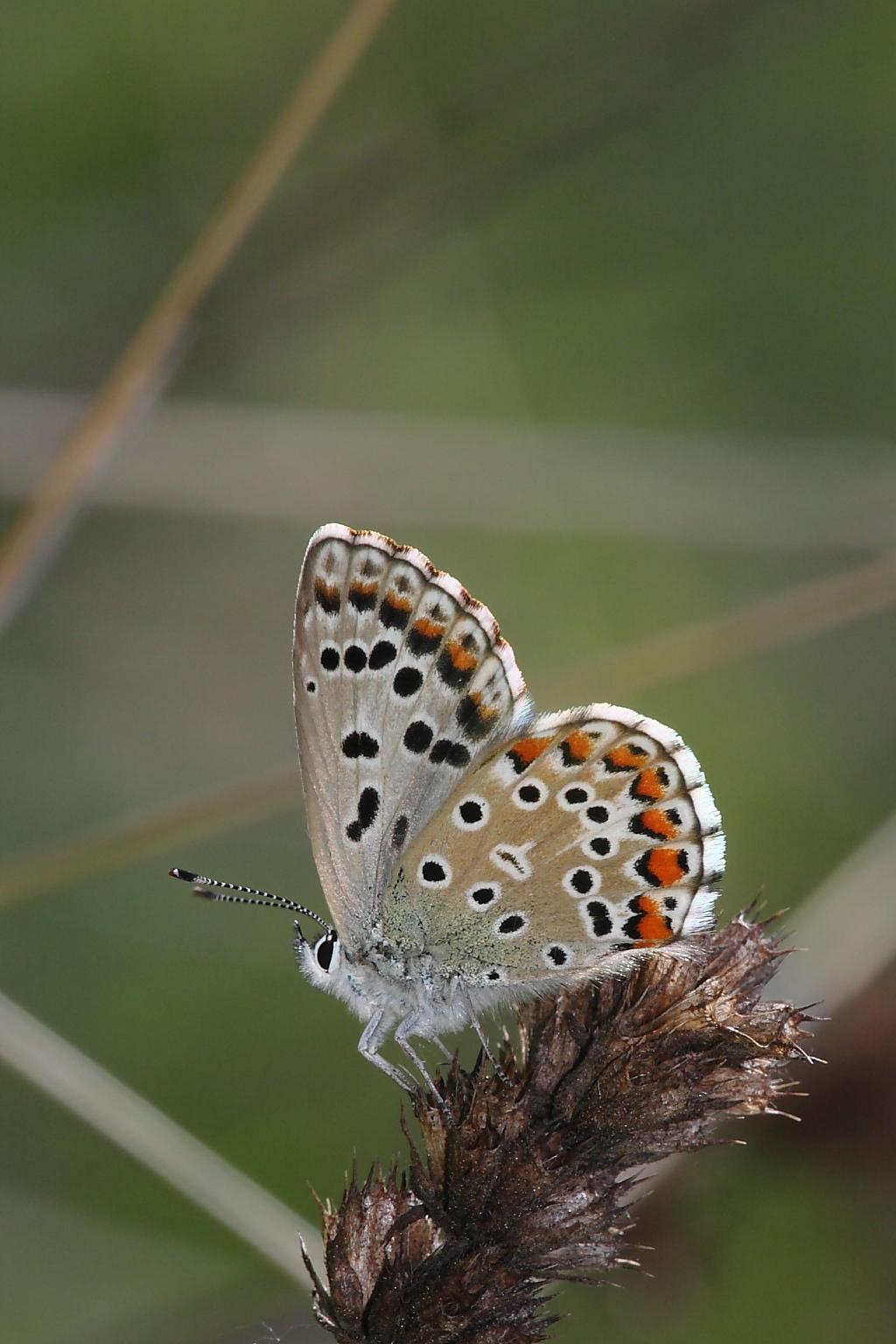 Licenide da identificare