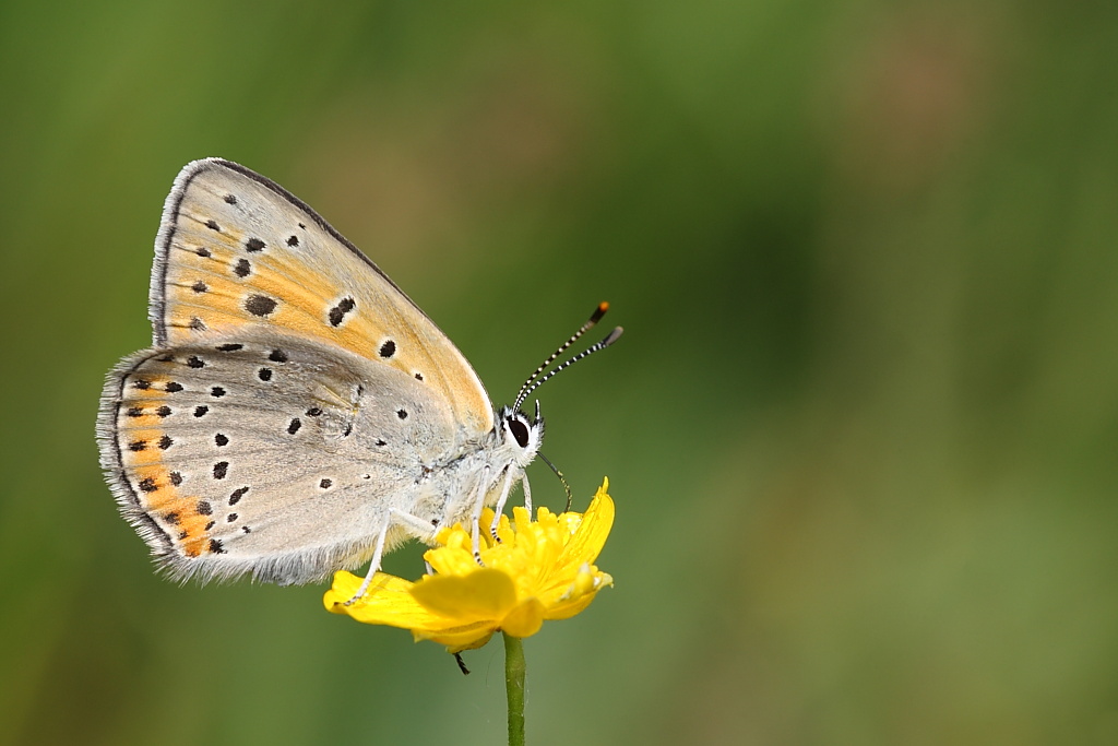 Lycaena ?