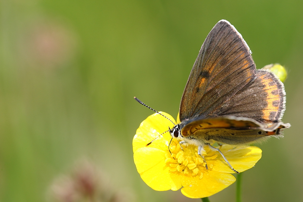 Lycaena ?