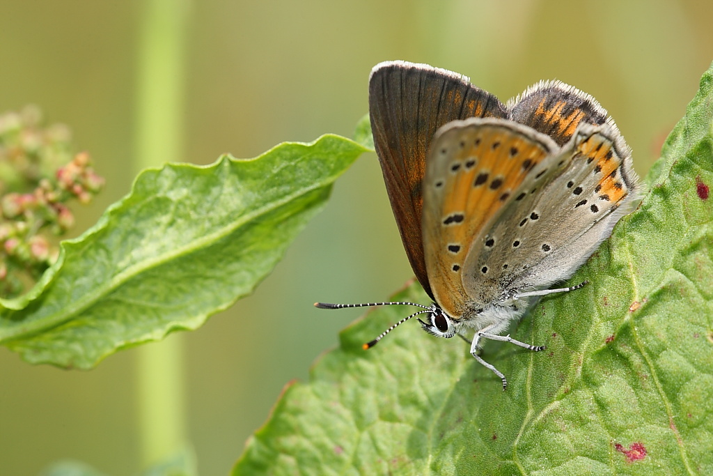 Lycaena ?