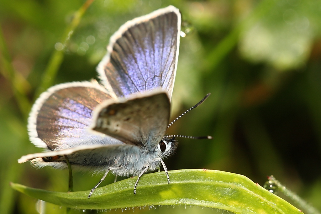 Plebejus (Plebejus) idas ?