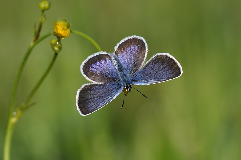 Plebejus (Plebejus) idas ?