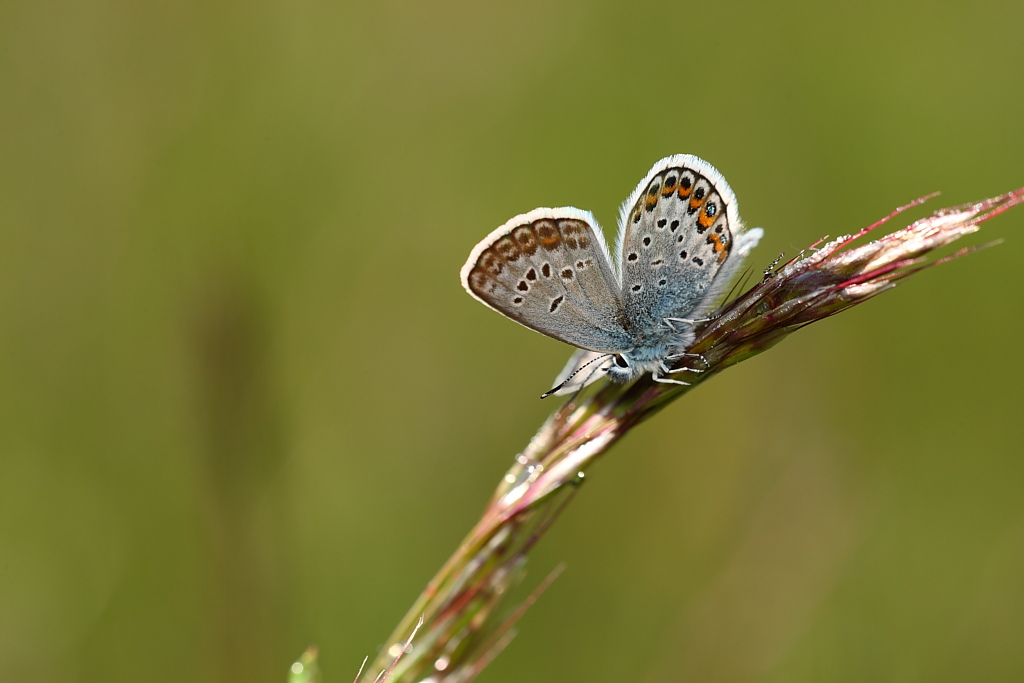 Plebejus (Plebejus) idas ?