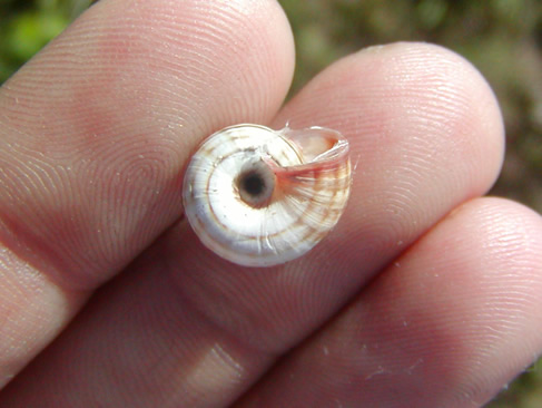 Cepaea nemoralis  e Cernuella neglecta