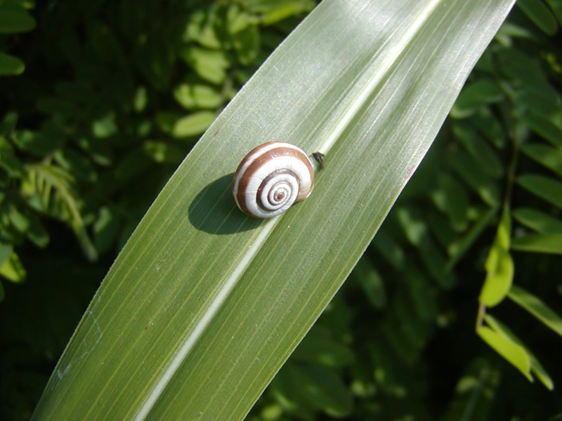 Cepaea nemoralis  e Cernuella neglecta