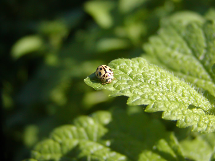 Coccinella: Propylea sp.