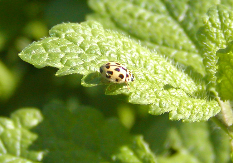 Coccinella: Propylea sp.