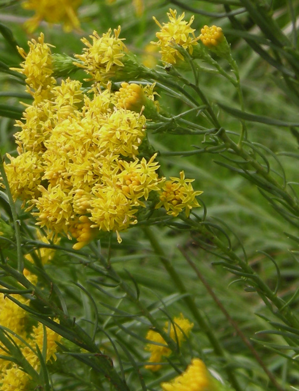 fiori gialli foglie filiformi - Galatella linosyris