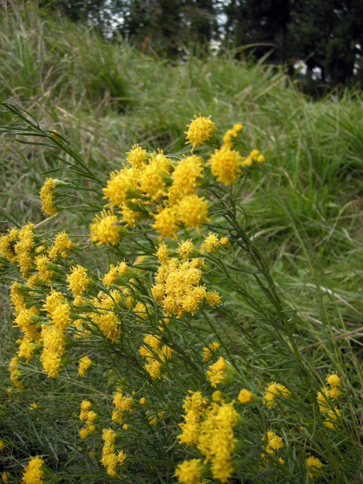 fiori gialli foglie filiformi - Galatella linosyris