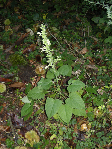 Salvia glutinosa