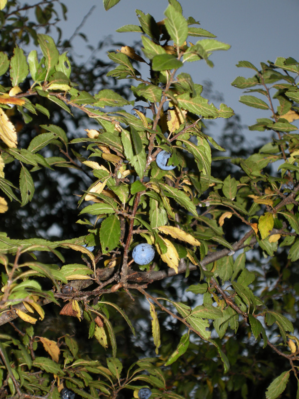 Cespuglio bacche viola...i Prunus domestica