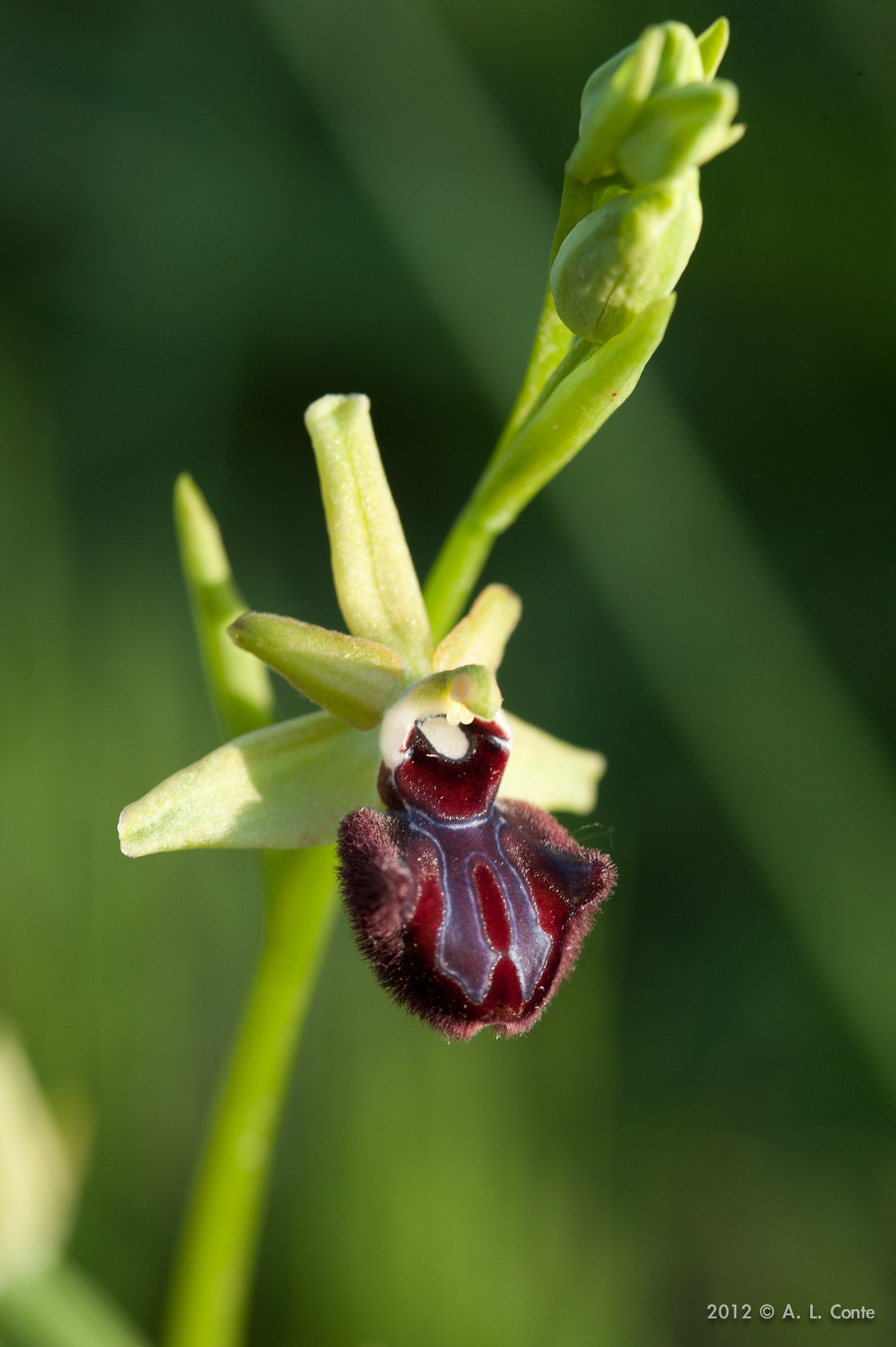 Determinazione Ophrys Basilicata