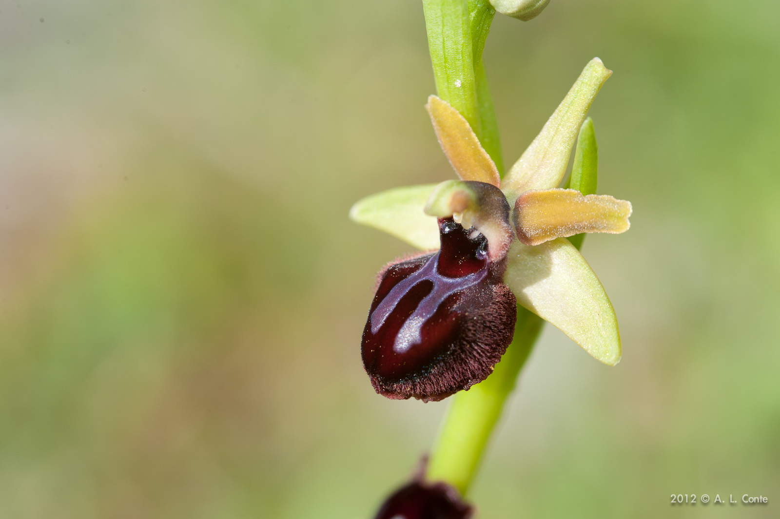 Determinazione Ophrys Basilicata