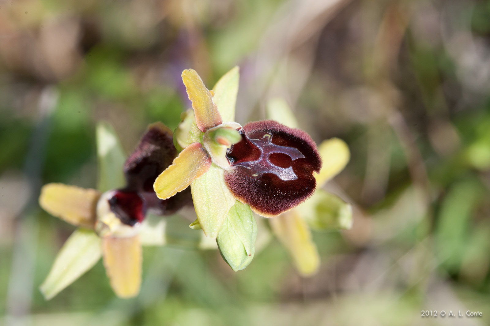 Determinazione Ophrys Basilicata