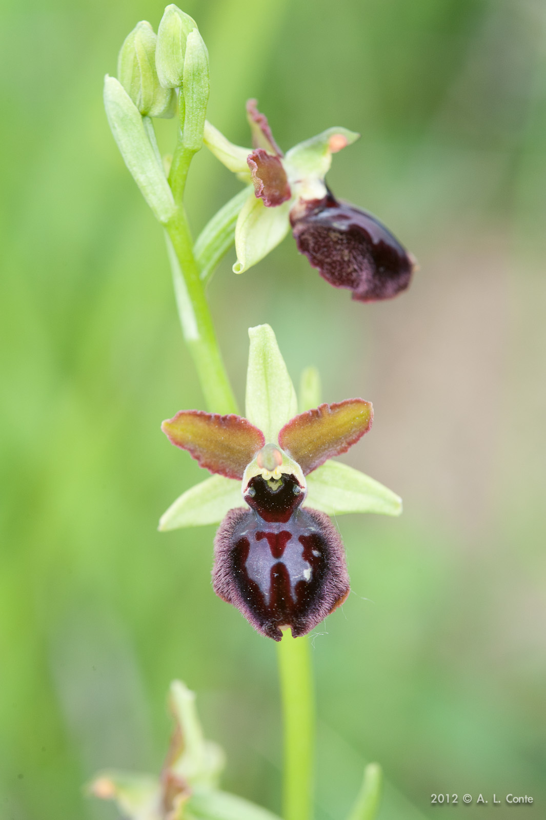 Determinazione Ophrys Basilicata