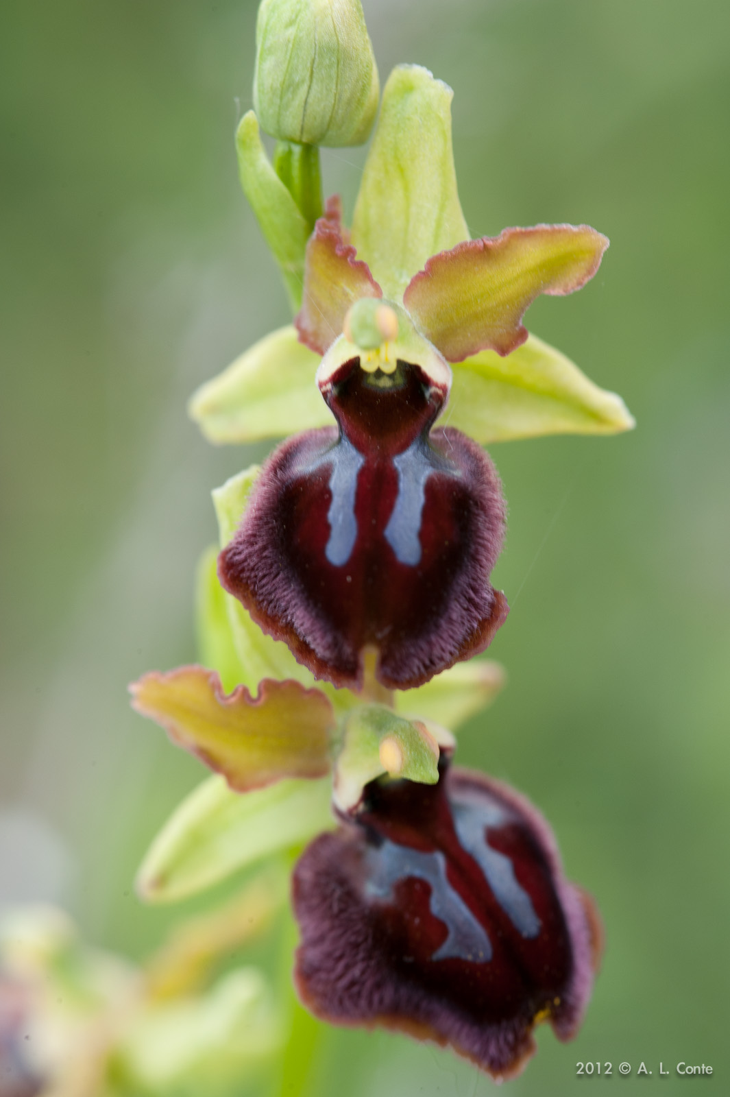 Determinazione Ophrys Basilicata