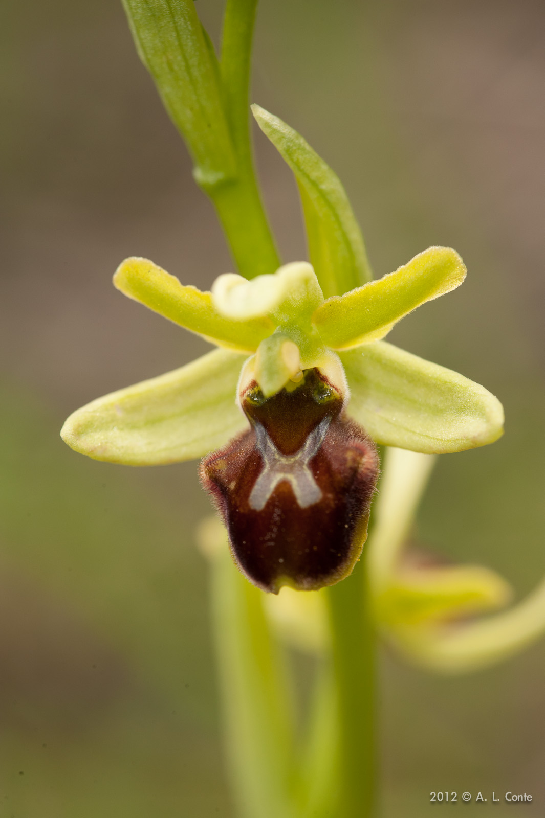 Determinazione Ophrys Basilicata