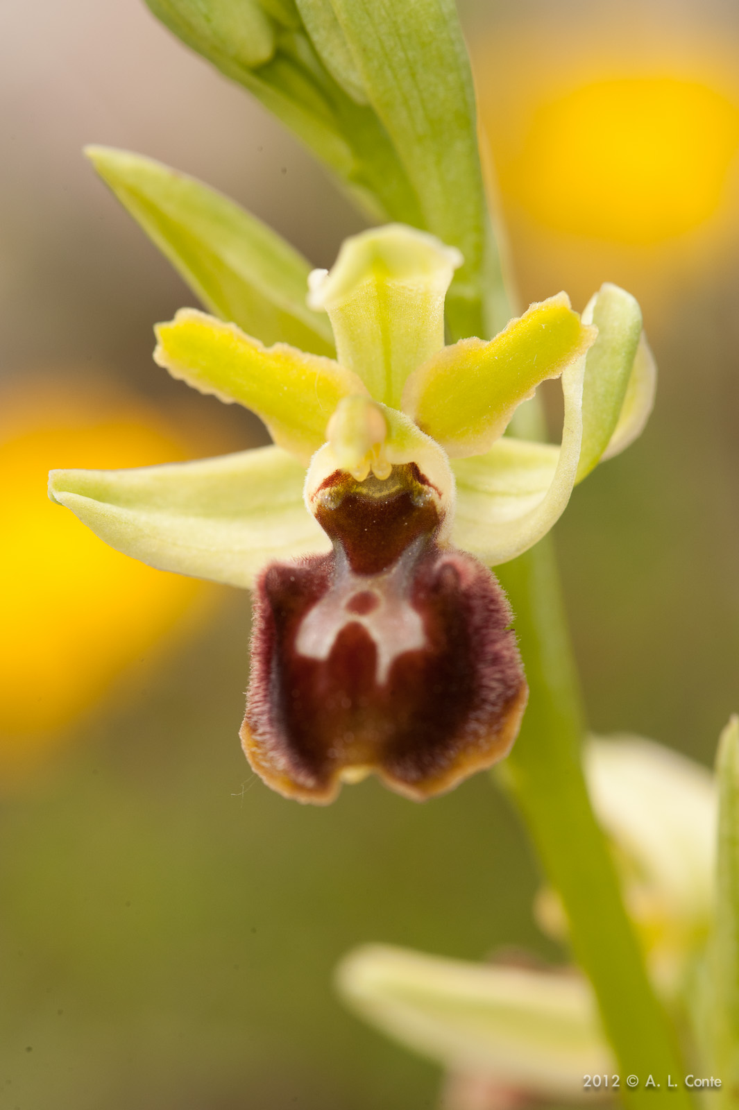 Determinazione Ophrys Basilicata