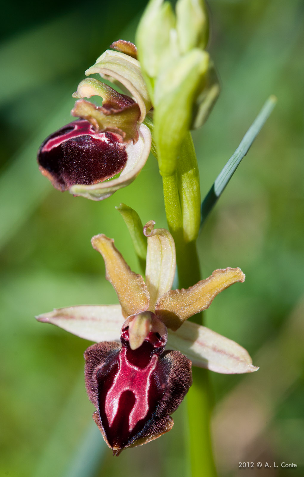 Determinazione Ophrys Basilicata