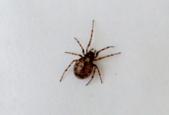 Enoplognatha sp.