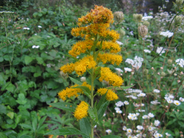 Solidago gigantea