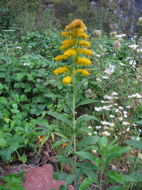 Solidago gigantea