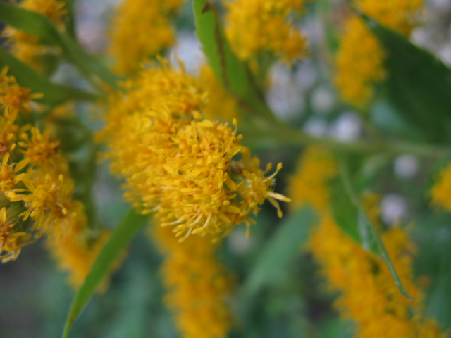 Solidago gigantea