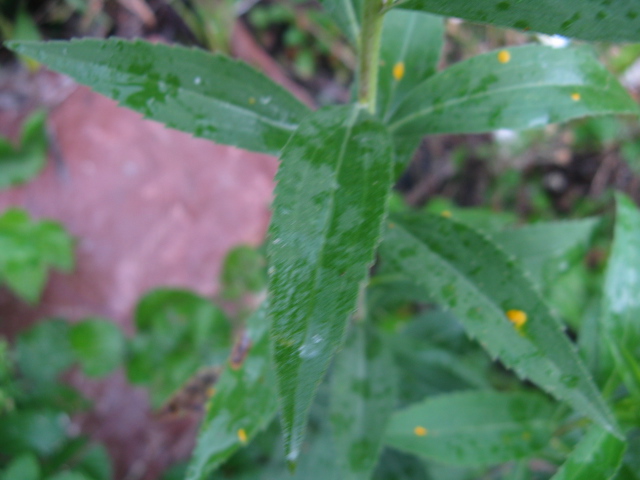 Solidago gigantea