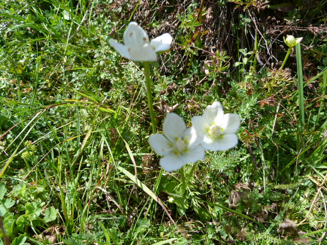 Rosacea Dolomiti bellunesi? No, Parnassia palustris (Celastraceae)