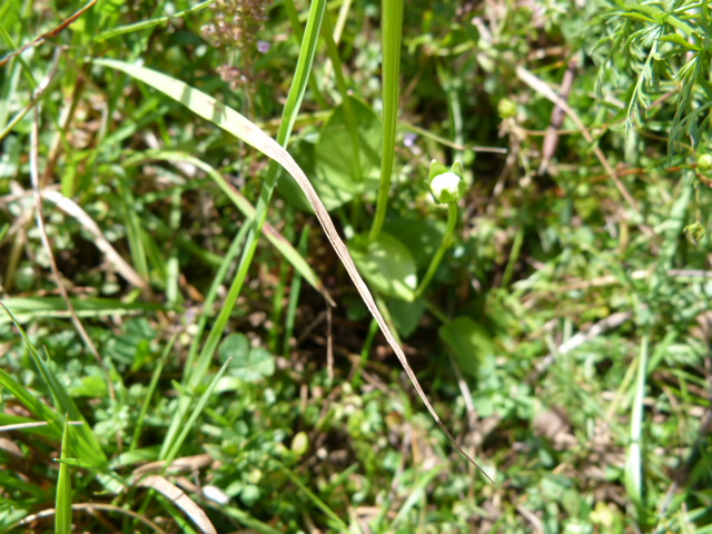 Rosacea Dolomiti bellunesi? No, Parnassia palustris (Celastraceae)