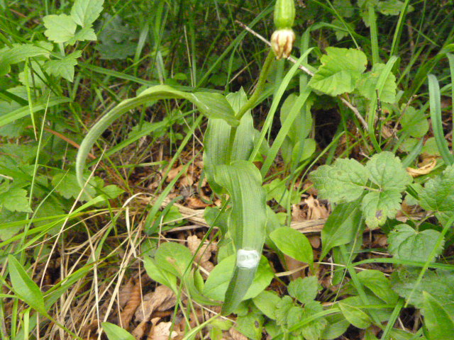 Orchidea Valbelluna