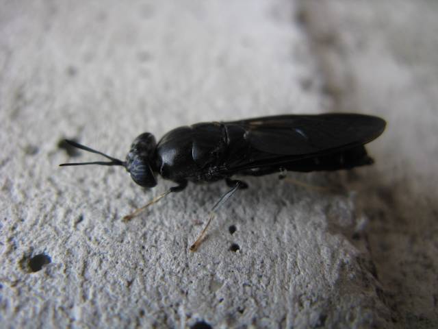 Hermetia illucens (Stratiomyidae)