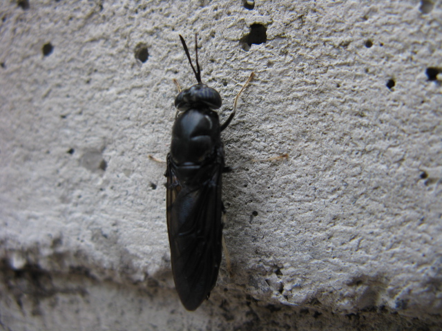 Hermetia illucens (Stratiomyidae)