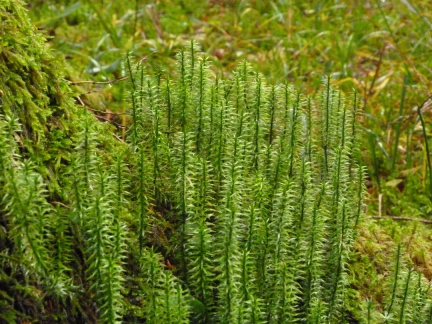 Lycopodium cfr.annotinum