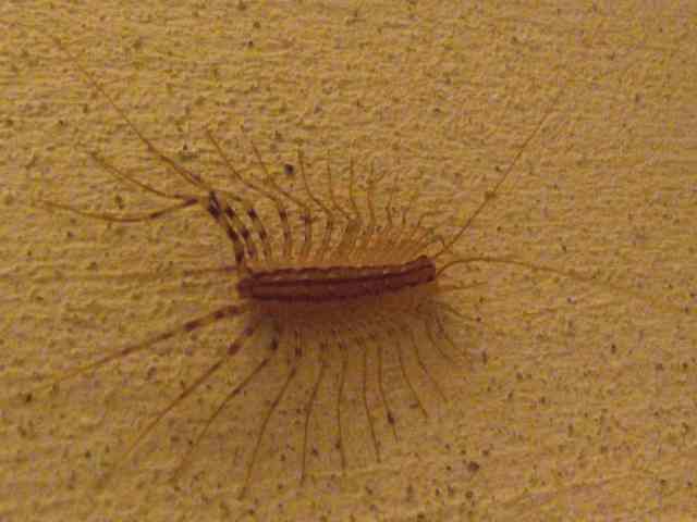 Scutigera coleoptrata?