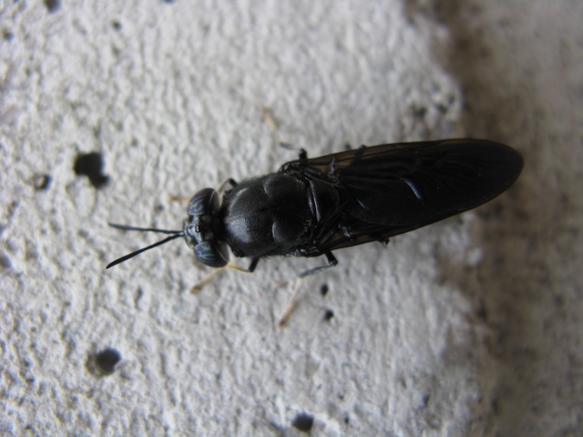 Hermetia illucens (Stratiomyidae)