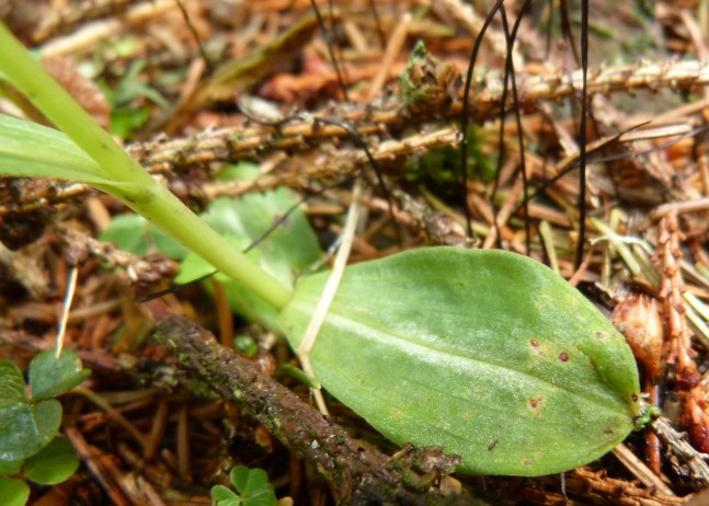 Orchidea Dolomiti Bellunesi