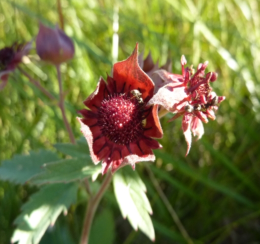 Rosacea - Dolomiti - Potentilla palustris