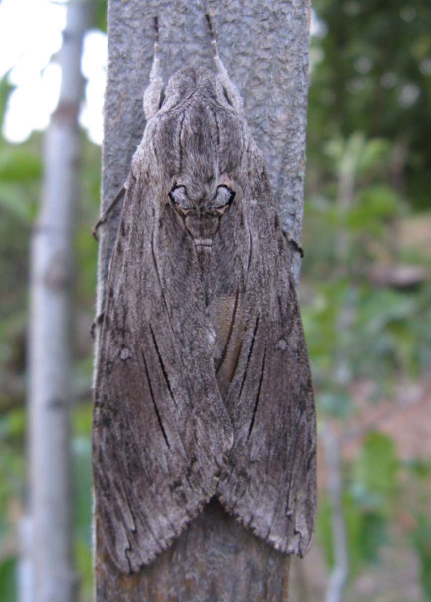 Noctuidae da identificare - No, Sphingidae, A. convolvuli