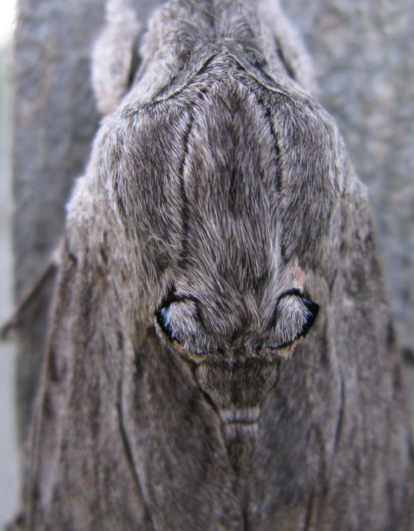 Noctuidae da identificare - No, Sphingidae, A. convolvuli