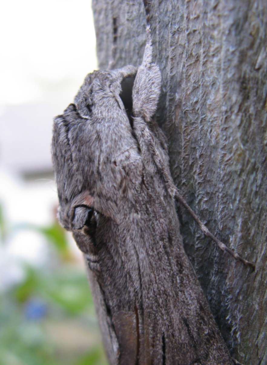 Noctuidae da identificare - No, Sphingidae, A. convolvuli